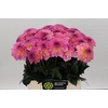 Dahlia Esli