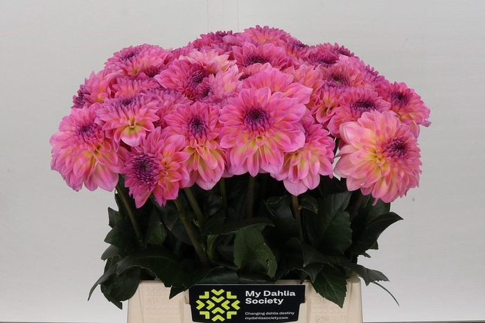 Dahlia Esli