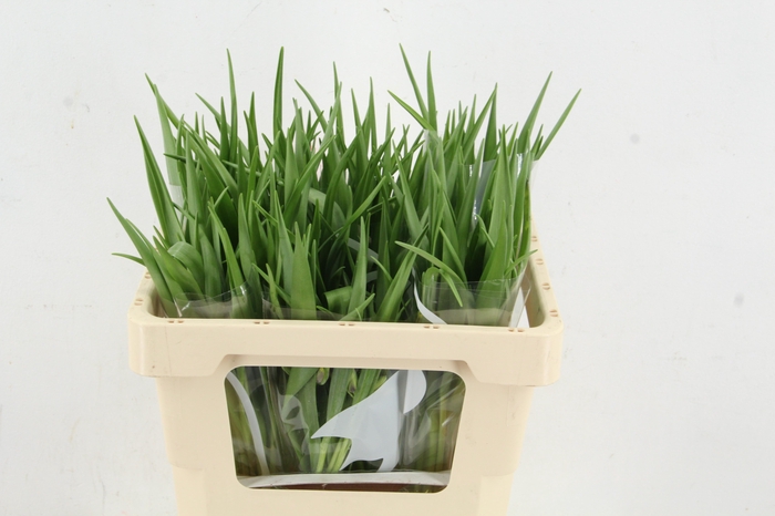 <h4>FRIT UVA-VULPIS</h4>