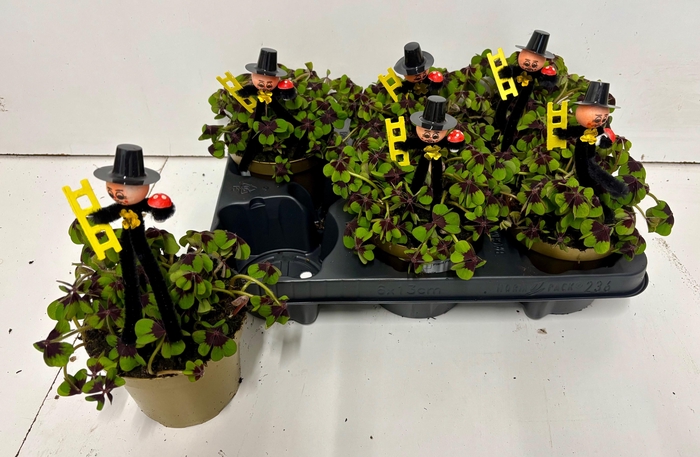 <h4>OXALIS DEPPEI</h4>
