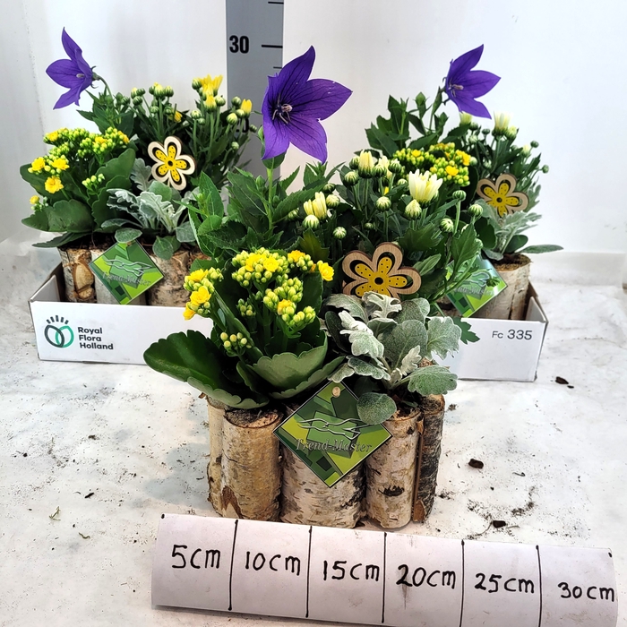 <h4>ARR TUINPLANTEN</h4>
