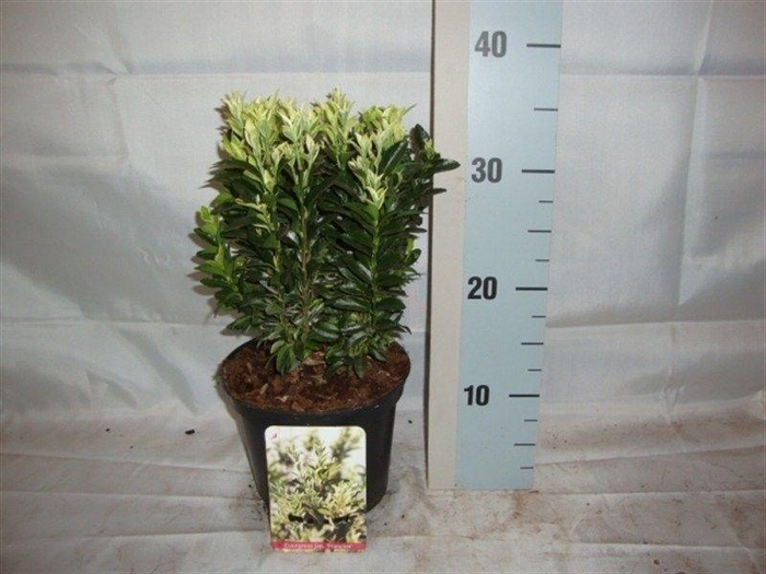 Euonymus japonicus overig