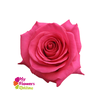 R Gr Pink Floyd Hot Pink 60cm EC