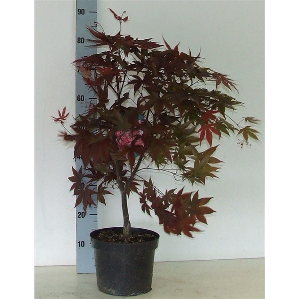 <h4>Acer palmatum 'Red Emperor' P23 Full CC</h4>