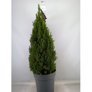Picea glauca 'Perfecta'