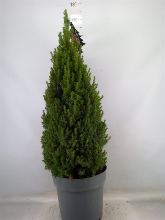 <h4>Picea glauca 'Perfecta'</h4>