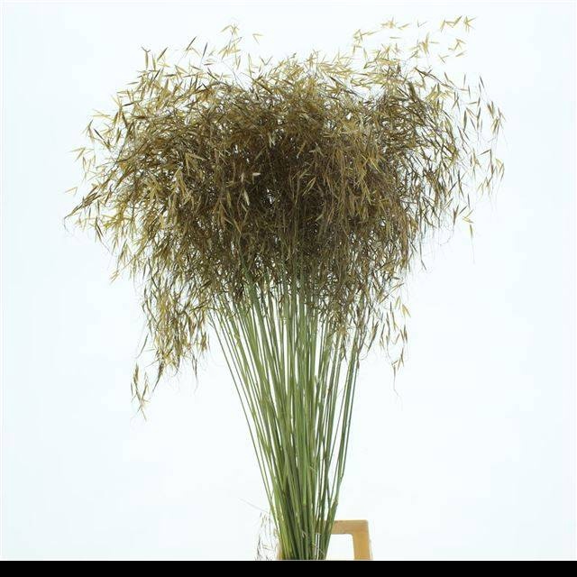 <h4>STIPA GIGANTEA</h4>