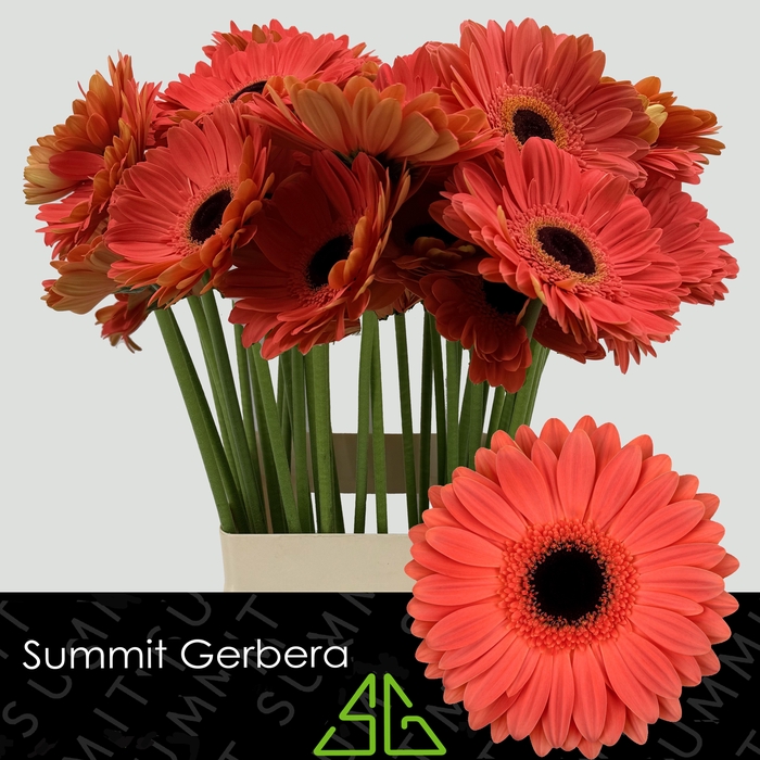 <h4>Gerbera Jamilla  Water x40 Lang</h4>