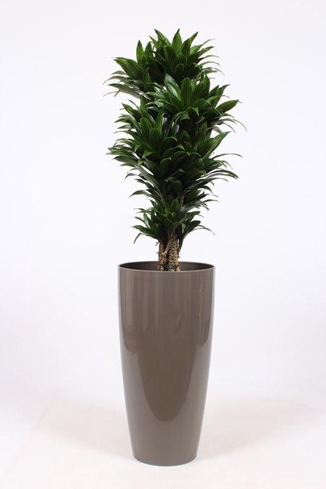 <h4>Dracaena Compacta in Santorini pot "taupe"</h4>