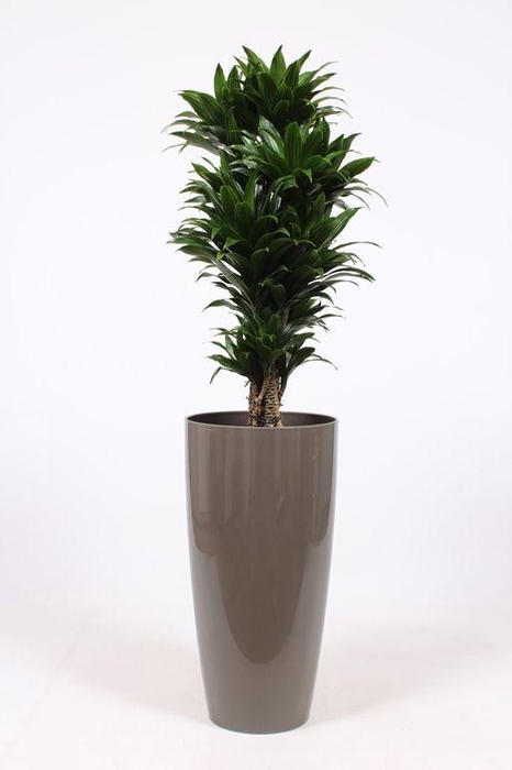 <h4>Dracaena Compacta in Santorini pot "taupe"</h4>