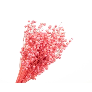 Lino Vlas Pink