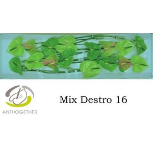 Anth A Destro 11 cm X16 Spek Flowers
