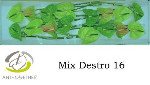 <h4>Anth A Destro 11 cm X16 Spek Flowers</h4>