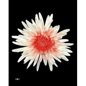 Chr G Ana White + Red