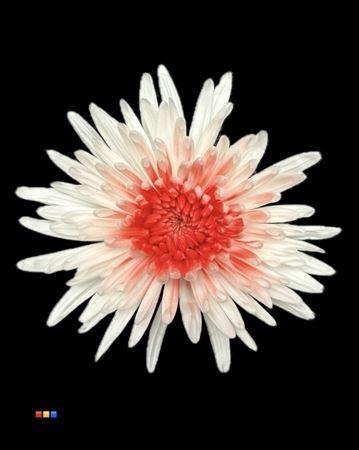 <h4>Chr G Ana White + Red</h4>