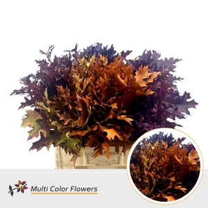 Eik Fijn (60 cm) Herfst Mix