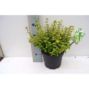 Euonymus fortunei Émerald 'n Gold'