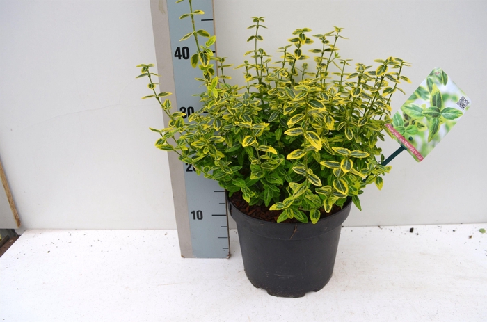 <h4>Euonymus fortunei Émerald 'n Gold'</h4>