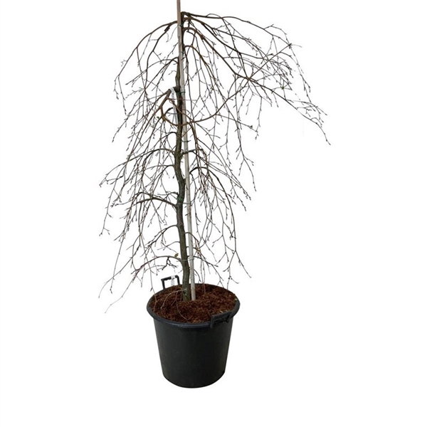 <h4>Fagus syl. 'Pendula'</h4>