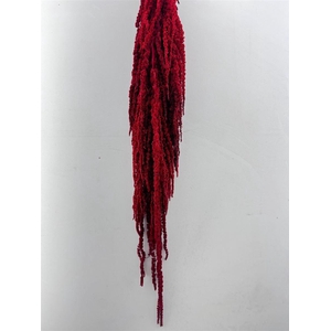 Pres Amaranthus Caud Red Bunch