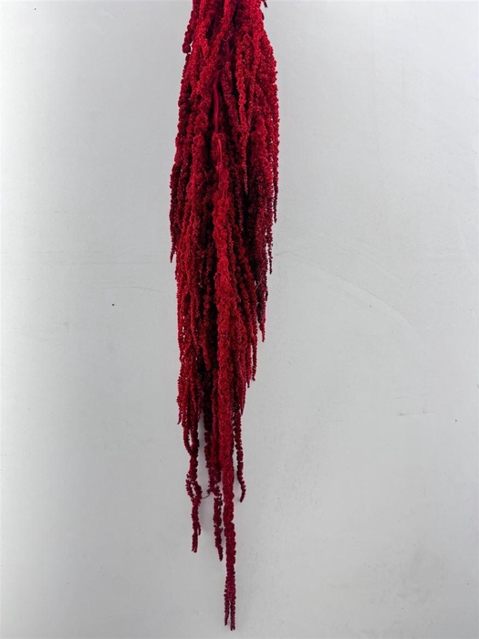 <h4>Pres Amaranthus Caud Red Bunch</h4>