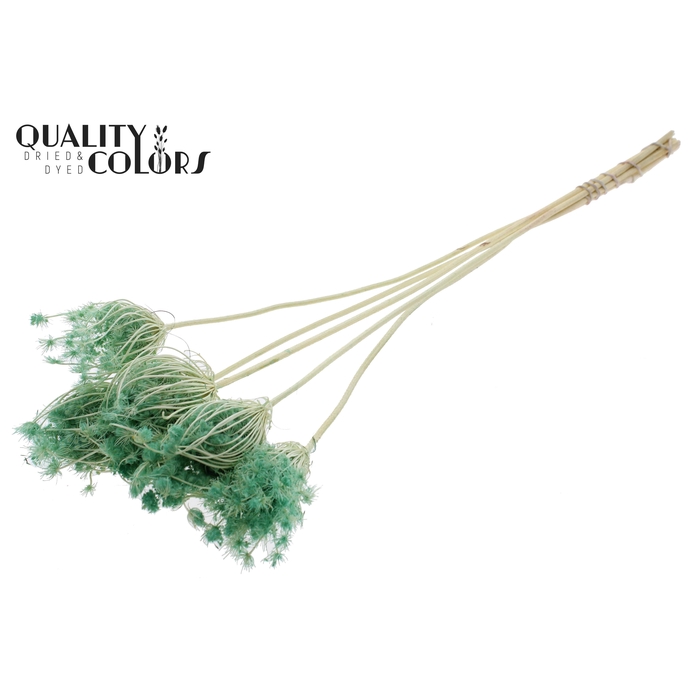 <h4>Ammi Majus 4-6cm 5pc/bunch Bleached Mint</h4>