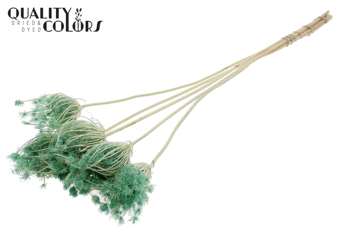 Ammi Majus 4-6cm 5pc/bunch Bleached Mint