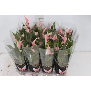 ANTHURIUM LILLI P09 PREMIUM