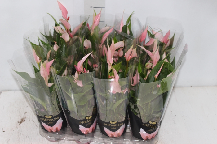 ANTHURIUM LILLI P09 PREMIUM