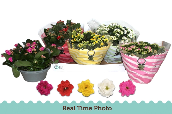 <h4>KAL GE GEM 5 KL</h4>