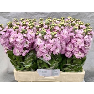 MATTH MATHILDA PINK