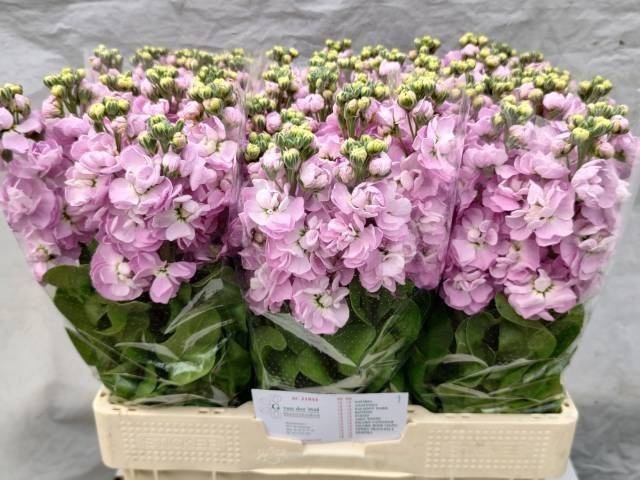 <h4>MATTH MATHILDA PINK</h4>