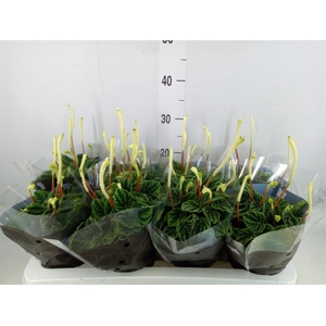 Peperomia caperata 'Lilian'