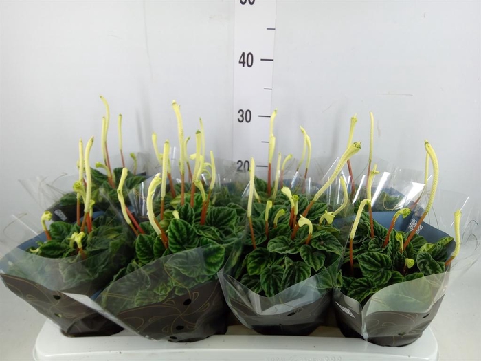 <h4>Peperomia caperata 'Lilian'</h4>