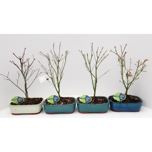 Acer Mix 21 cm, 4 species, without driptray