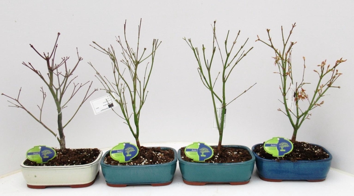 <h4>Acer Mix 21 cm, 4 species, without driptray</h4>