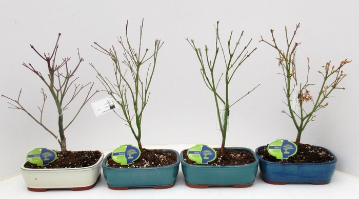 <h4>Acer Mix 21 cm, 4 species, without driptray</h4>