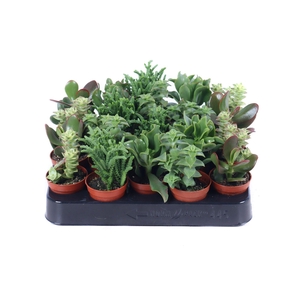 Crassula mix 5,5 cm