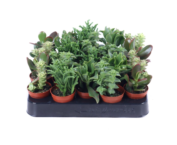 <h4>Crassula mix 5,5 cm</h4>