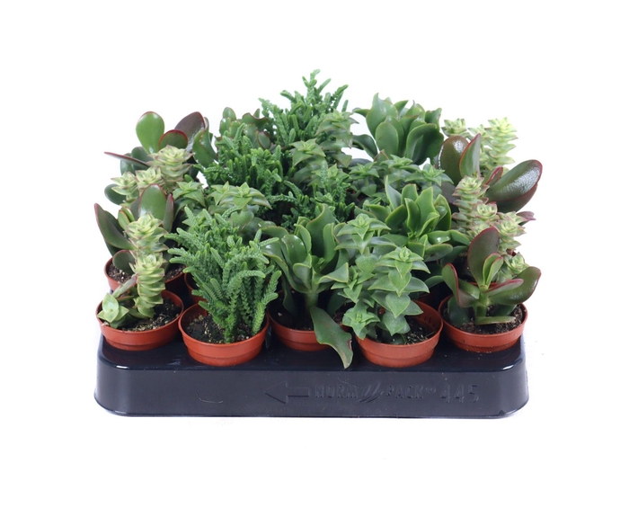 <h4>Crassula mix 5,5 cm</h4>
