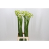 Ornithogalum Saundersiae