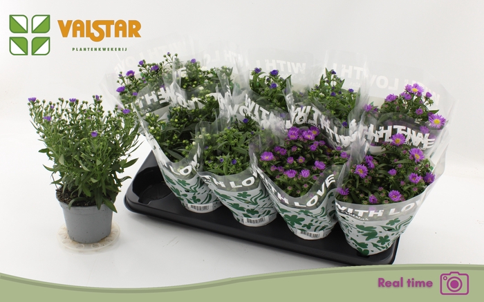 <h4>ASTE STARL GEM</h4>