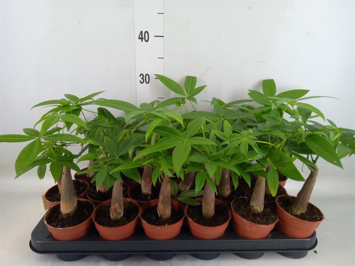 <h4>Pachira aquatica</h4>