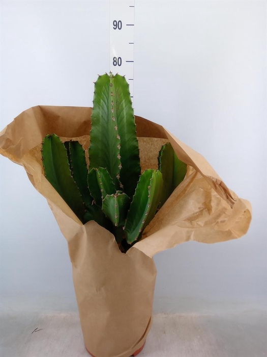 <h4>Euphorbia ingens</h4>