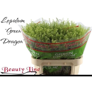LEP VI GREEN DRAGON