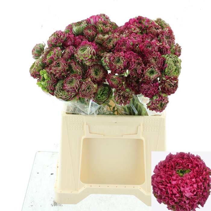 <h4>RAN PON PON ALADDIN</h4>