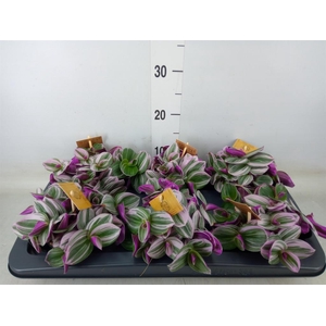 Tradescantia cerinth. 'Nanouk'