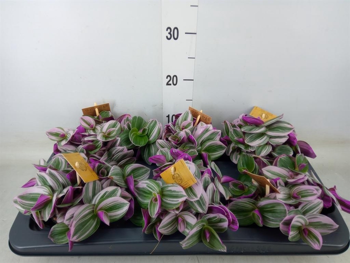 <h4>Tradescantia cerinth. 'Nanouk'</h4>