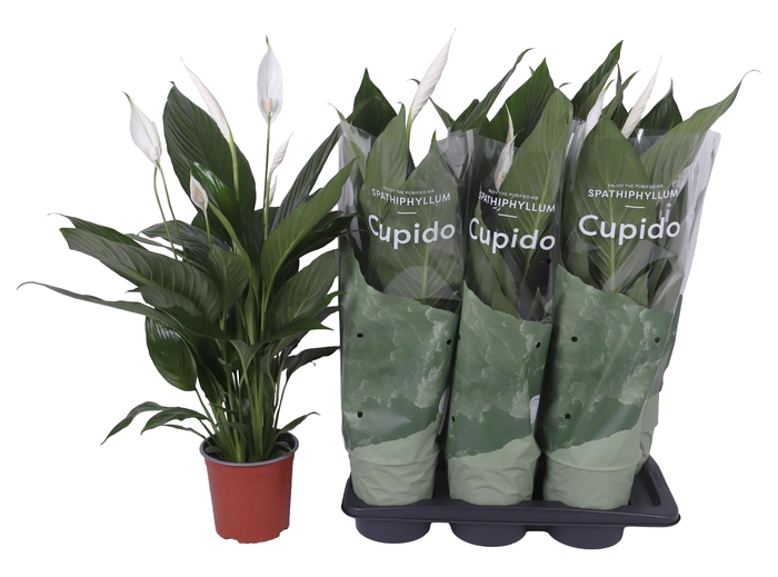 <h4>SPATH BINGO CUPIDO</h4>