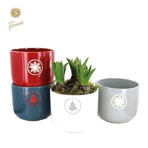 Hyacinth Mix 3847 Sierra 3pp